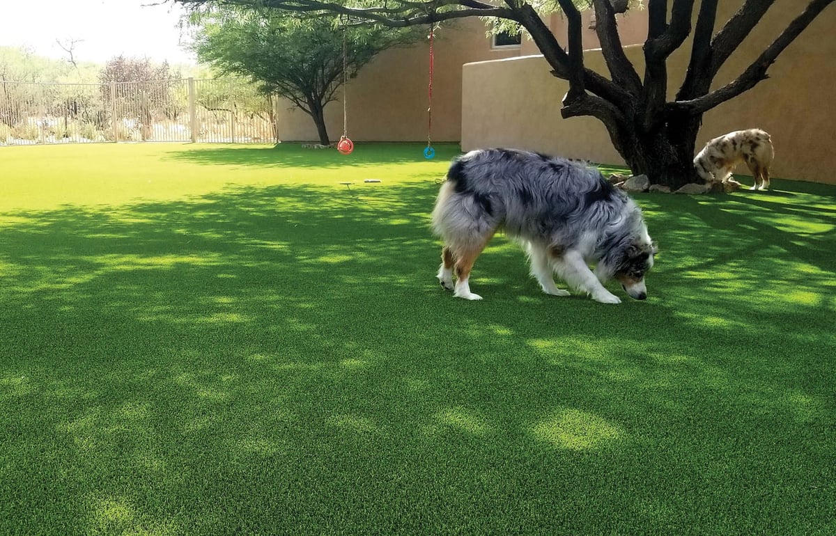 PetScroller-1