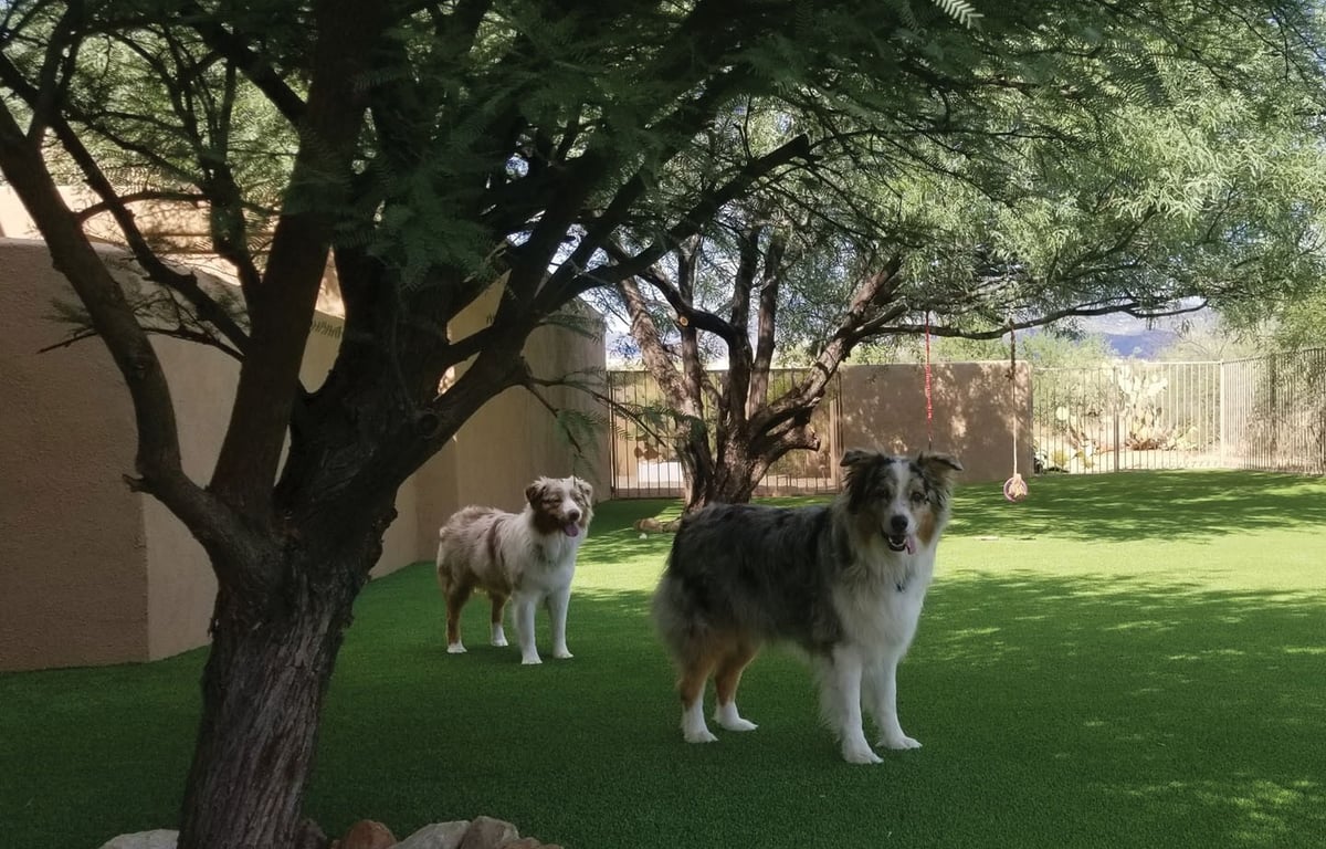PetScroller-2