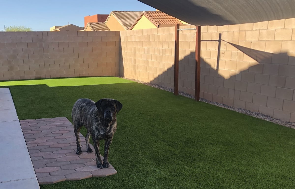 PetScroller-4